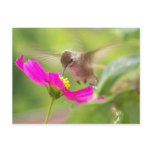 Baby Hummingbird Postcard