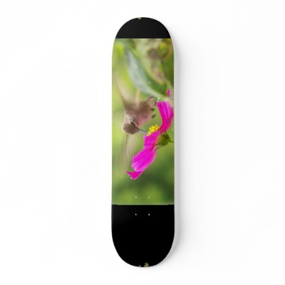 Baby Hummingbird Skateboard by farmer77