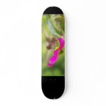 Baby Hummingbird Skateboard