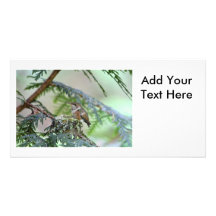Baby Hummingbird Sticking Out Its Tongue Personalised Photo Card