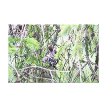Baby Hummingbirds in a Nest Canvas Prints