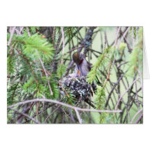 Baby Hummingbirds in a Nest Greeting Cards