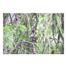 Baby Hummingbirds in a Nest Photo