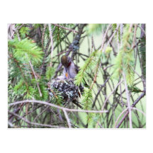 Baby Hummingbirds in a Nest Postcard