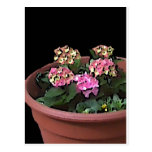 Baby Hydrangeas Post Card