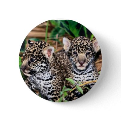 Baby jaguars button by adamthechef
