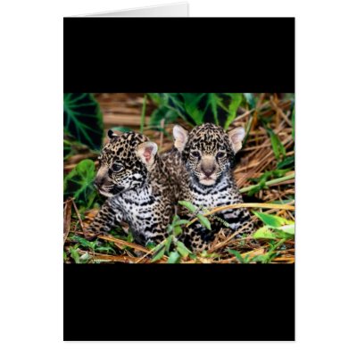 Baby jaguars card by adamthechef