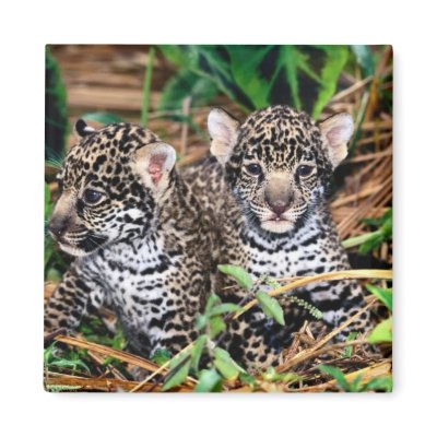 Baby jaguars fridge magnets by adamthechef