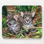 Baby jaguars mousepads