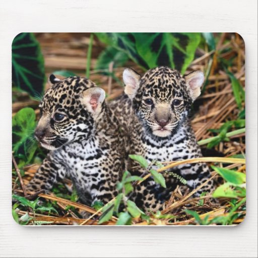 Baby jaguars mousepads