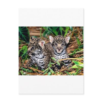 Baby jaguars postcard by adamthechef