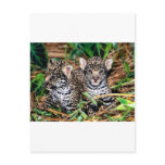 Baby jaguars postcards