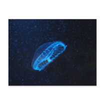 baby jelly fish post card
