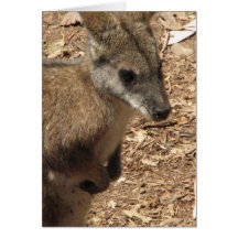 Baby Kangaroo Greeting Card