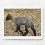 baby lamb mousepads