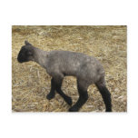 baby lamb postcards