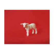 baby lamb postcard