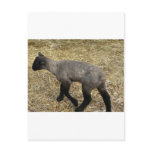 baby lamb post cards