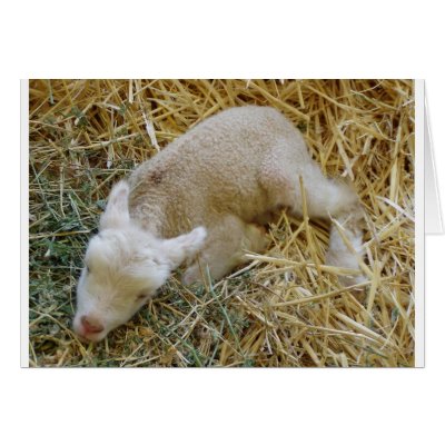 Baby lamb sleeping - Card by GardenDelightsArts