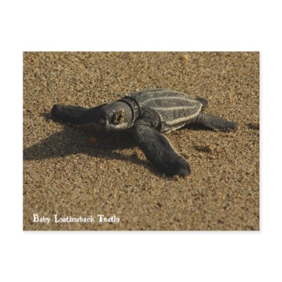Baby Leatherback Turtle Postcards by marcusgphotography