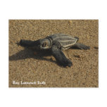 Baby Leatherback Turtle postcards
