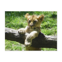 Baby Lion Cub On Branch Post Cards