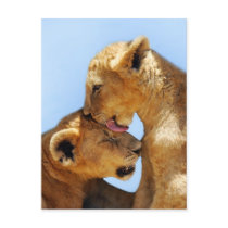 Baby lions love post cards