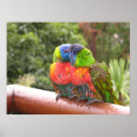 Baby lorikeets posters