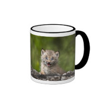 Baby Lynx  Looking Over A Fallen Tree Mugs