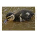 Baby Mallard Greeting Cards