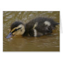Baby Mallard cards