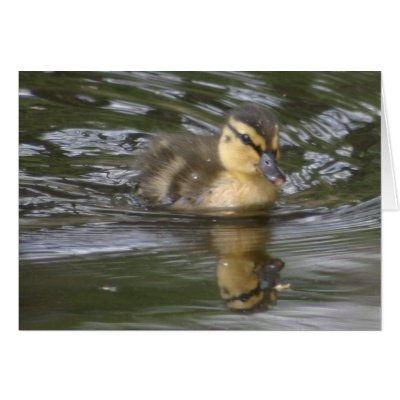 Baby Mallard Greeting Card by amwesley