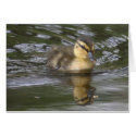 Baby Mallard cards
