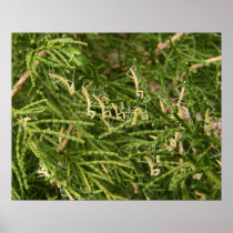 Baby Mantis ~ print
