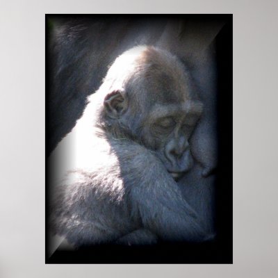 Baby Monkey Posters by mamaeliza