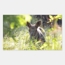 Baby Moose Rectangle Sticker