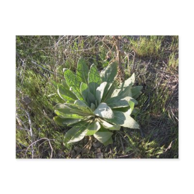 Baby Mullein plant, one sign of Spring Postcard by threeoutside