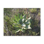 Baby Mullein plant, one sign of Spring postcards