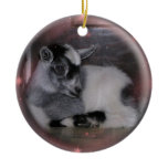 BABY NIGERIAN DWARF GOAT ORNAMENT ornaments