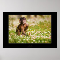 Baby nkey posters