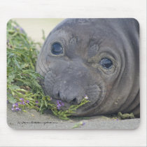 Baby Northern Elephant Seal Mousepad