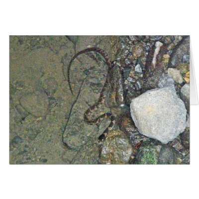 Baby Northern Water Snake (Nerodia sipedon) Items Card by CarolsCamera