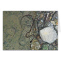 Baby Northern Water Snake (Nerodia sipedon) Items cards