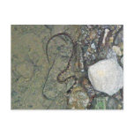 Baby Northern Water Snake (Nerodia sipedon) Items postcards