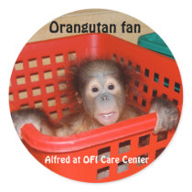 Baby Orangutan Alfred
