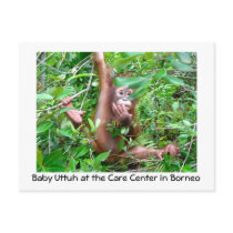 Baby Orangutan in Indonesian Rainforest Postcard
