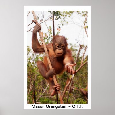 Baby Orangutan Mason by Orangutan_Foundation