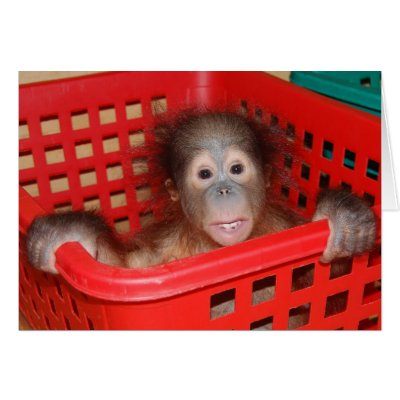Baby Orangutan Orphan Greeting Cards by Rebecca_Reeder