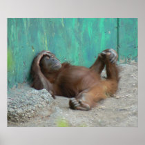 Baby orangutan resting