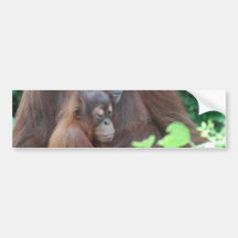 Baby Orangutan with Mother  Bumper Stickers